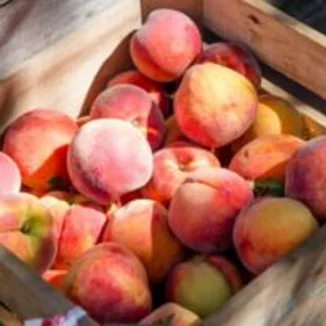 barackpakolo