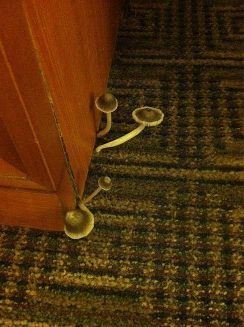 „A hotelszobámban konkrét gombák nőttek a szőnyegen."