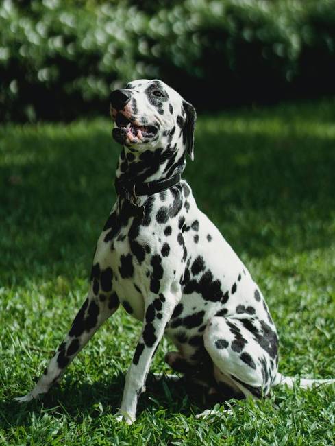 Horvátország a dalmata kutyák szülőhelye.