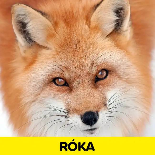 Állatok orra 018