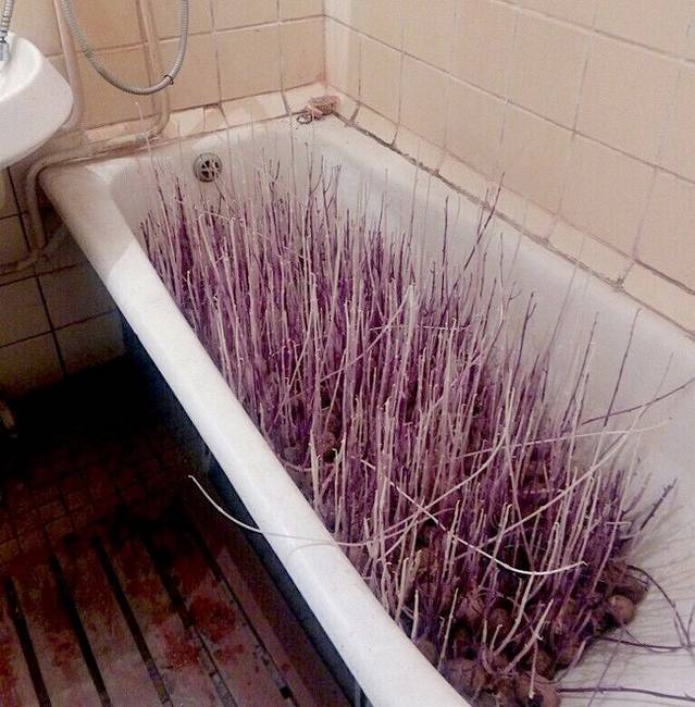Ez a horror filmbe illő jelenet valójában nem több, mint fürdőkádban termesztett burgonya.