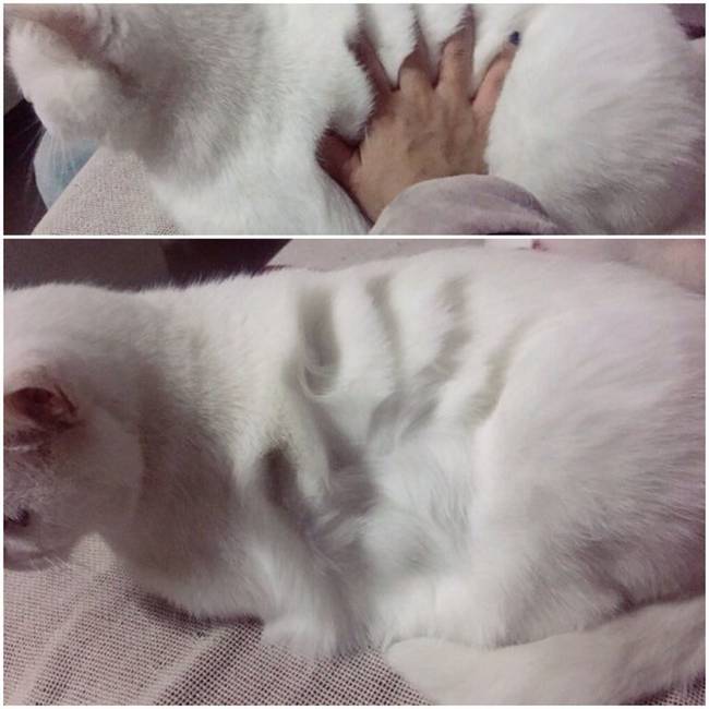Memóriás bunda.