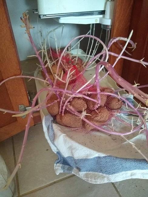 Ez történik a burgonyával, ha fél évre a szekrényben felejted.
