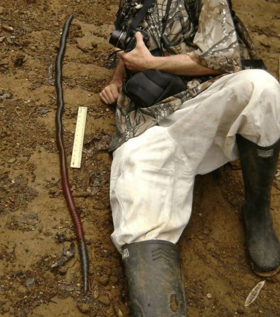 16 alkalom, amikor az ausztrál lakosokat megijesztették a váratlan helyeken felbukkanó állatok