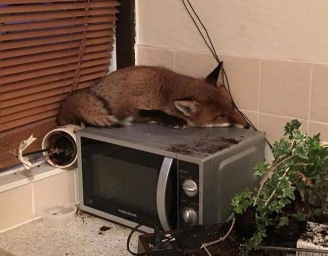 Hívatlanul érkezett vöröshajú vendég.