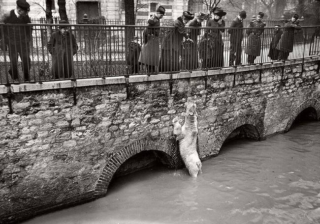 1910: a párizsi állatkert jegesmedvéje a nagy párizsi árvíz idején.