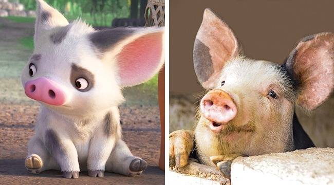 Pua (Vaiana)