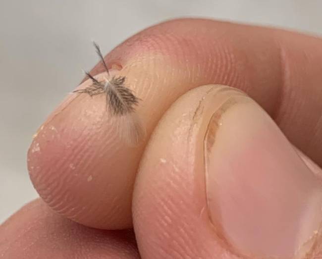 Gondoltad volna, hogy ennyire apró egy kolibri toll?