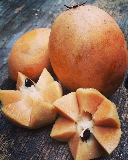Sapodilla