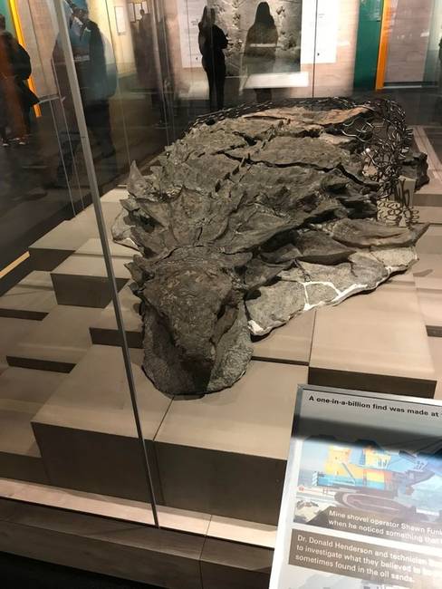 Az egyik legjobb állapotban talált dinoszaurusz fosszília.