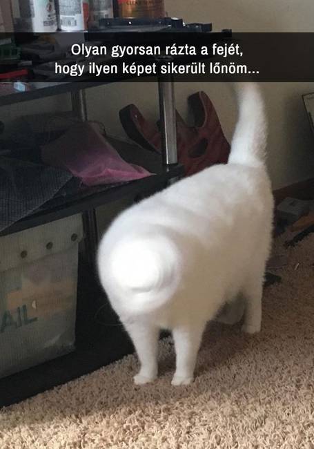 21 macskás Snapchat-üzenet, amit nem lehet kibírni nevetés nélkül
