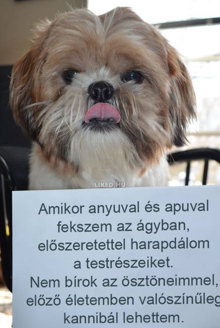 14 kisállat, akit szégyentáblával jutalmaztak a csínytevésért