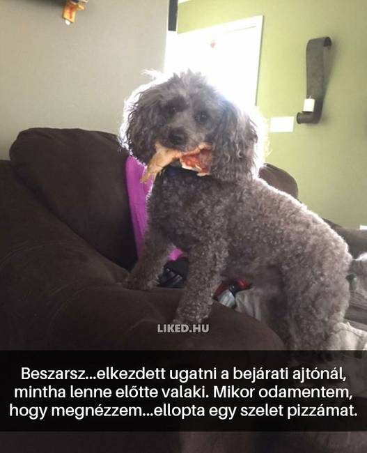 16 kutyás Snapchat-üzenet, ami kétségkívül jobb hellyé tette az internetet