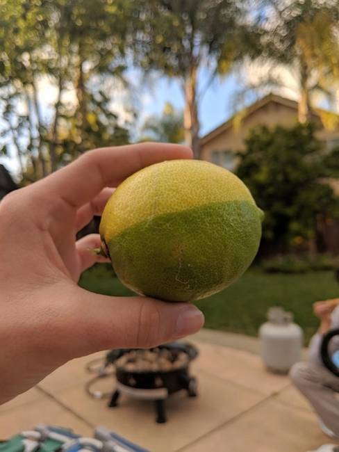 „A barátom édesapjánál termett egy félig citrom-félig lime gyümölcs."