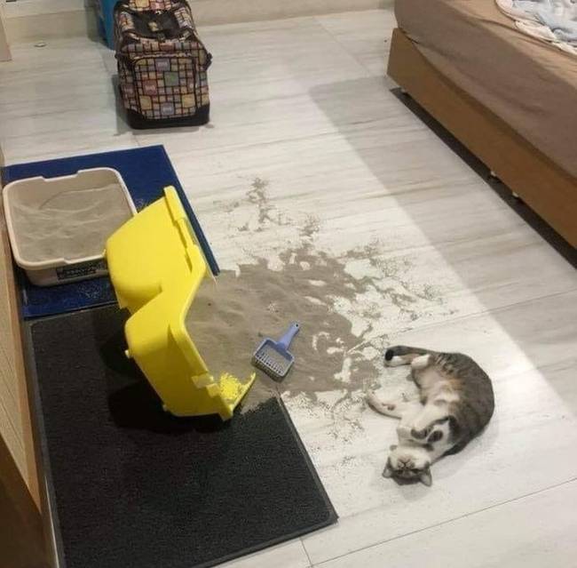 „És a család többi tagja meg van lepődve, hogy miért nem szeretem a macskákat."