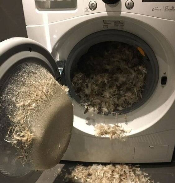 Mi történik, ha kimosunk egy tollpárnát? Ez.