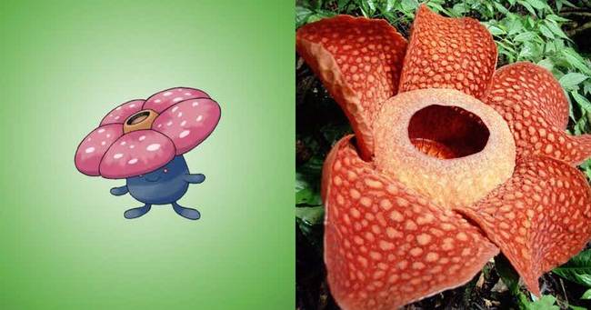 Vileplume | Rafflesia