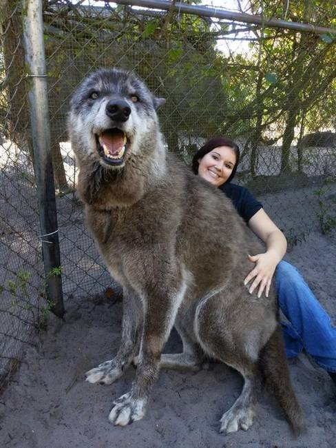A híres óriásfarkas, Yuki és a gondozója.