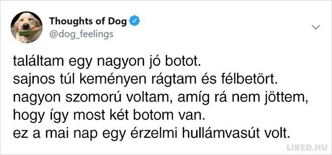 20 vicces kutyagondolat, amivel minden gazdi könnyedén képes lesz azonosulni