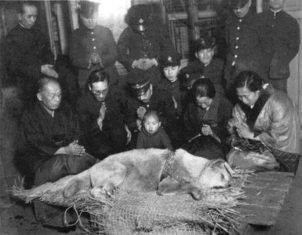 Az utolsó fotó Hachikō-ról, a kutyáról, aki gazdája halála után 9 évig minden nap várta őt az állomáson.