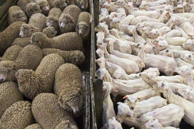 Juhok nyírás előtt és után. Érdekesség: nyírás után a juhok néhány napig agresszívebbek és gyakrabban támadják meg egymást, mivel nem ismerik fel egymást a szőrük nélkül.