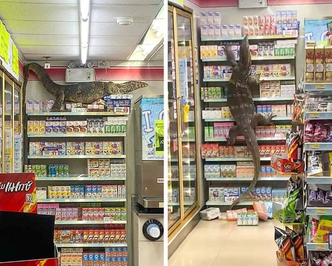 Gyakori vendég a thaiföldi szupermarketekben.