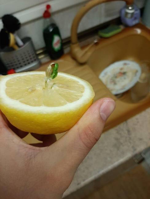 Előfordul, hogy a magok elkezdenek kicsírázni a citromok belsejében. Olyankor ez történik.
