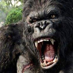 Kong