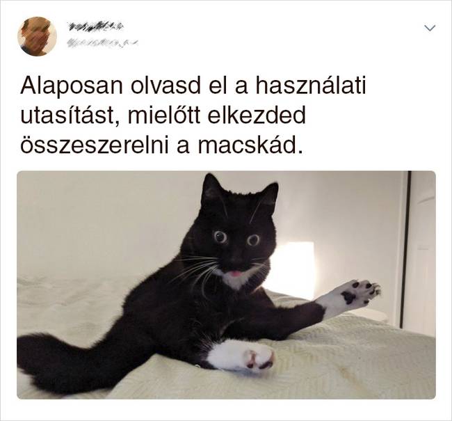 20 Tweet, ami bizonyítja, hogy a macskák mellett sosem lehet unatkozni