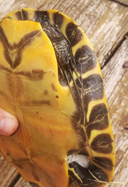 A vörösfülű ékszerteknősnek nagyon hosszúak a karmai.