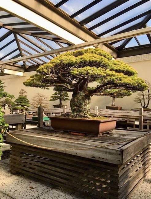 Egy 400 éves bonsai fa, ami túlélte a Hirosimára dobott atombombát.