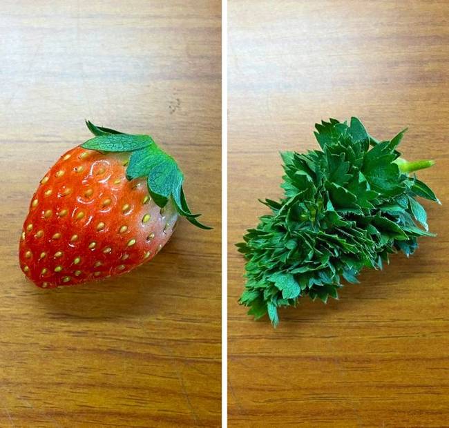 Néha az epermagok kicsíráznak.