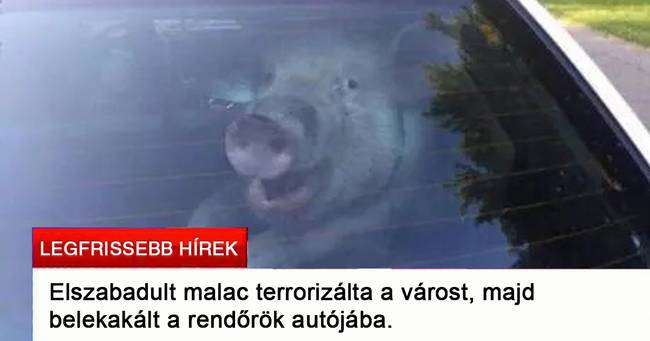 Egy igazi lázadó.