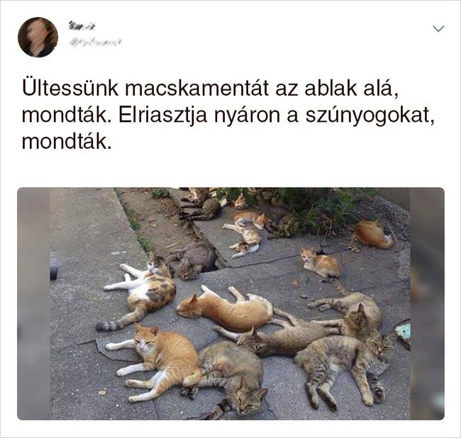 20 Tweet, ami bizonyítja, hogy a macskák mellett sosem lehet unatkozni
