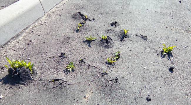 Tavasz az aszfalton.