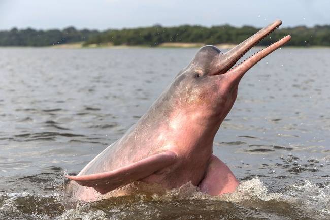 Folyamidelfin.