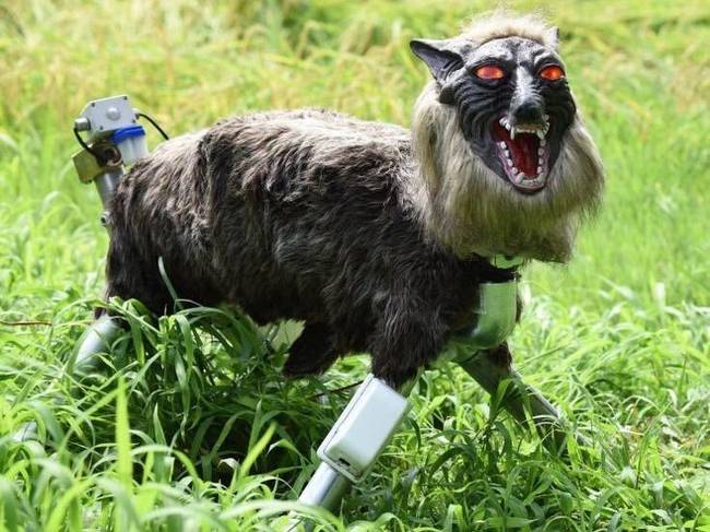 Napelemes robotok védik a japán gazdák ültetvényeit.