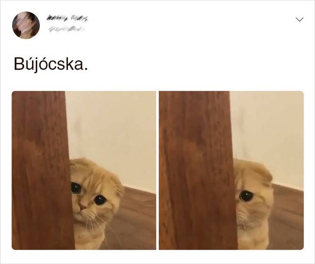 20 Tweet, ami bizonyítja, hogy a macskák mellett sosem lehet unatkozni