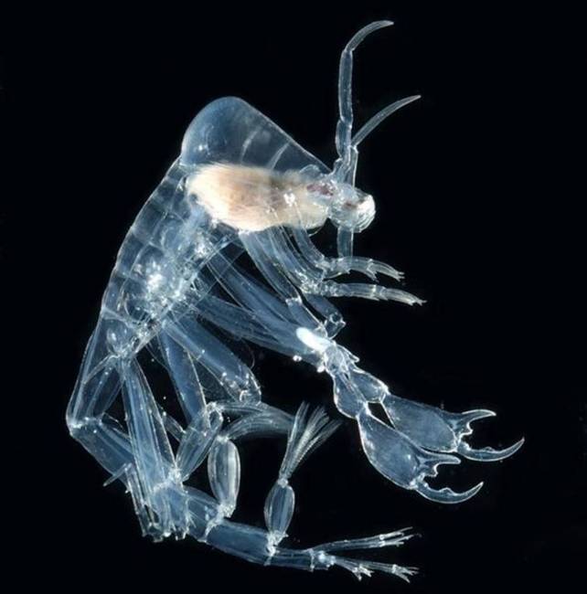 Amphipod fronima