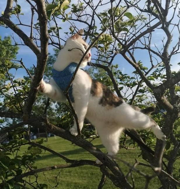 Szereti szemmel tartani a környéket.