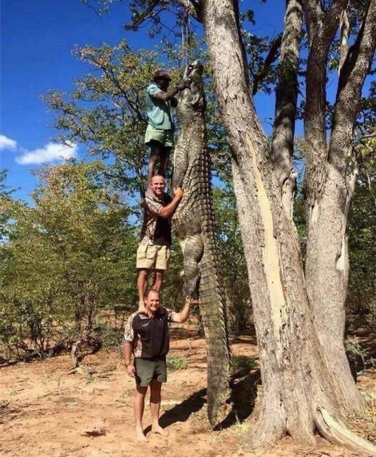 Zimbabwéban fogott aligátor.