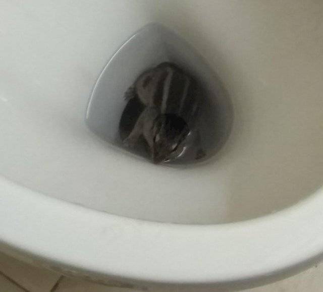 „A nagymamám egy mókust talált a vécéjében."