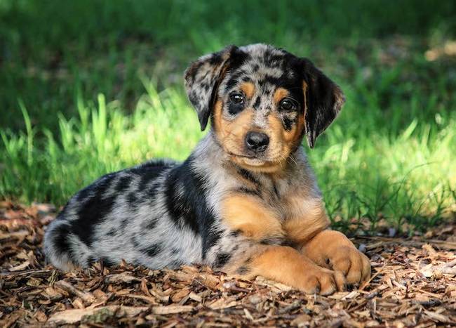 Catahoulai leopárdkutya