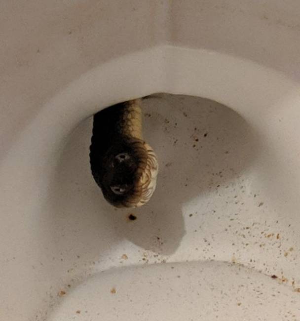 „Semmi különös, csak egy vízisikló a WC-mben."