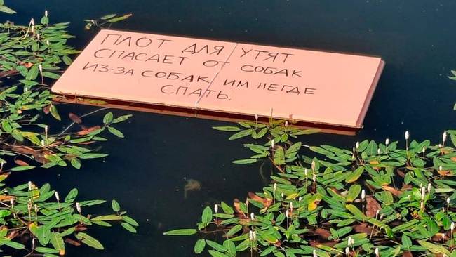 „A belvárosi tóban láttam.''