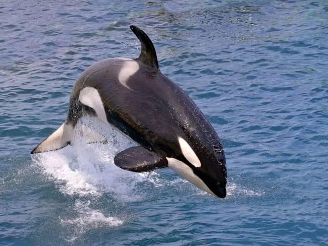 A gyilkos bálnák valójában delfinek. Épp ezért úgy is mondhatjuk, hogy ők a delfinek gonosz nagy tesói!