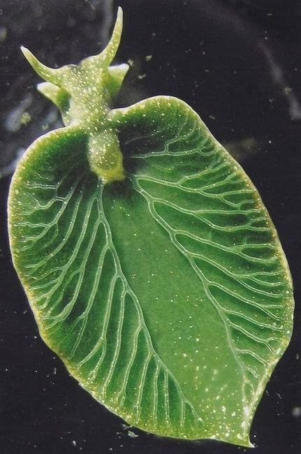 Elysia chlorotica - a puhatestűek törzsébe, azon belül a csigák osztályába tartozó vízicsiga, amely képes a fotoszintézisre.
