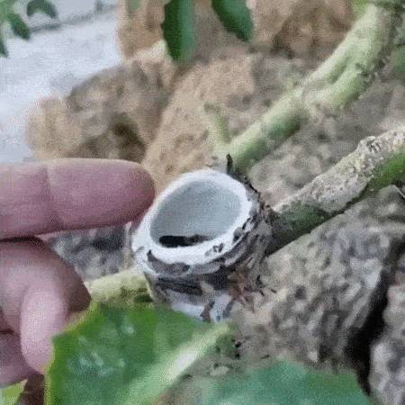 „Odatettem az ujjam, hogy hangsúlyozzam a kolibri és a fiókái méretét."