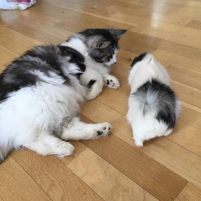 Anyamacska és a kiscicája. Vaaagy mégsem?