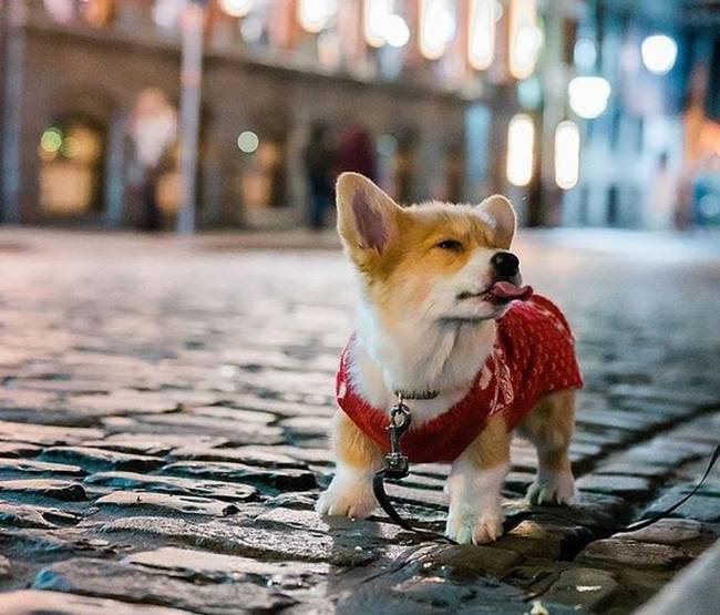 Walesi corgi